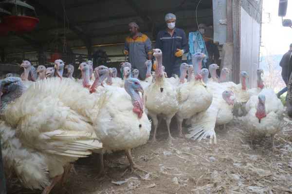 Bolu'da 120 bin tanesi 20 Aralık’ta satışa sunulacak! Fiyatı 50 TL olacak - Resim: 0