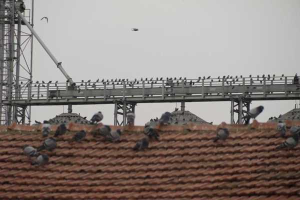 Eskişehir'de yüzlerce güvercin çatılara hücum etti! Her yolu deniyorlar - Resim: 0