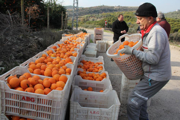 Mersin'de üreticiler indirim bekliyor: Dövizdeki düşüş bizi ilgilendirmiyor - Resim: 0