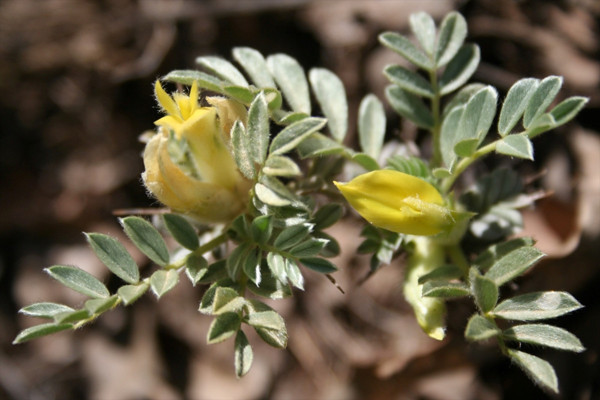 Kayseri'de keşfedildi! Literatüre girdi: Türkiye'de yaklaşık 400 geven türü bulunuyor - Resim: 1