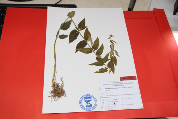 Türkiye'de yeni bir bitki türü keşfedildi! Rize'de kayalık bir alanda bulundu: Bakın ne isim verildi - Resim: 0