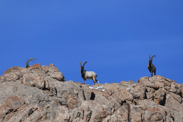 Tepki çeken ihaleleri Danıştay iptal etti! Oybirliğiyle karar verildi - Resim: 0
