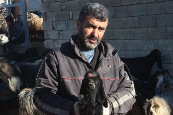 Kilis'te bu oğlağı görenler şaşkına döndü! Ürperdim, ilk kez böyle bir şeyle karşılaştım, yüksek ihtimalle... - Resim: 1