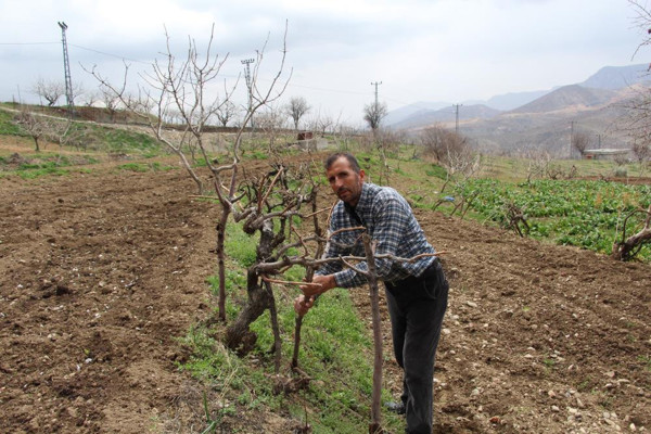 Siirt'te bağına giden çiftçi hayatının şokunu yaşadı! Hırsızlar bir şey bulamayınca bakın ne yaptı - Resim: 0