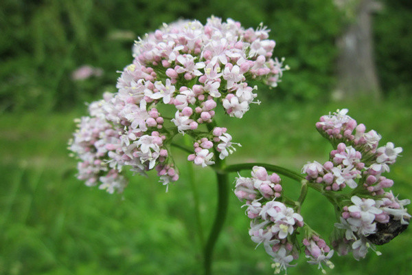Elleriniz çok titriyorsa bunu uygulayıp kurtulun! Günde iki bardak ilaç gibi gelecek - Resim: 2