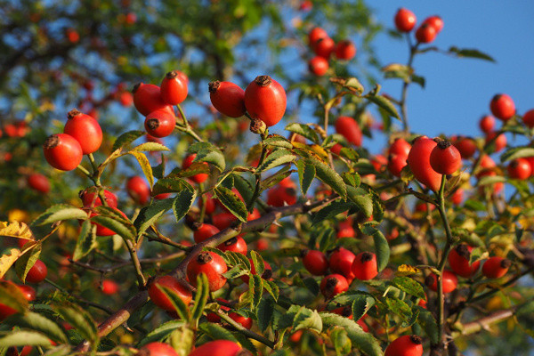 Elleriniz çok titriyorsa bunu uygulayıp kurtulun! Günde iki bardak ilaç gibi gelecek - Resim: 3