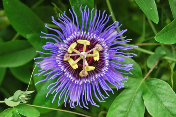 Elleriniz çok titriyorsa bunu uygulayıp kurtulun! Günde iki bardak ilaç gibi gelecek - Resim: 4