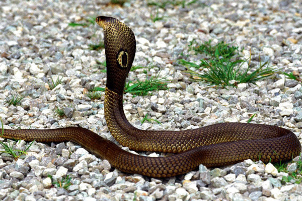 Yılanların bu özelliklerini öğrenince kanınız donacak! Dilleri öyle bir işe yarıyormuş ki... - Resim: 1