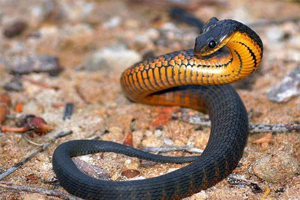 Yılanların bu özelliklerini öğrenince kanınız donacak! Dilleri öyle bir işe yarıyormuş ki... - Resim: 3