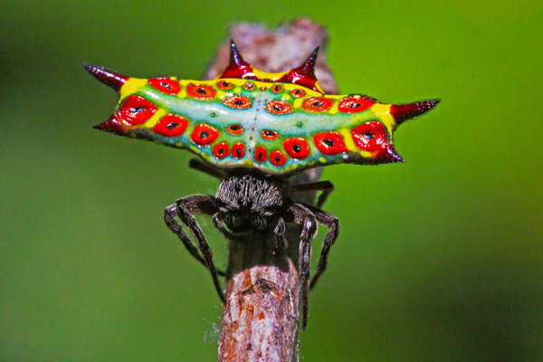 Ömrünüzde bu örümceklerden hiç görmediniz! Hiç bilinmeyen örümcek türleri - Resim: 2