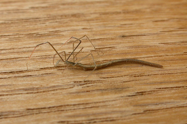 Ömrünüzde bu örümceklerden hiç görmediniz! Hiç bilinmeyen örümcek türleri - Resim: 3