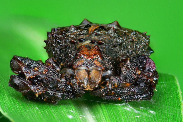 Ömrünüzde bu örümceklerden hiç görmediniz! Hiç bilinmeyen örümcek türleri - Resim: 4