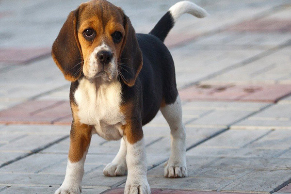 Her gün gördüğünüz köpekler hakkındaki bu gerçekleri duyunca şok olacaksınız - Resim: 0