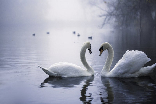 İnsanlara örnek olsun! İşte eşlerine en sadık hayvanlar - Resim: 0