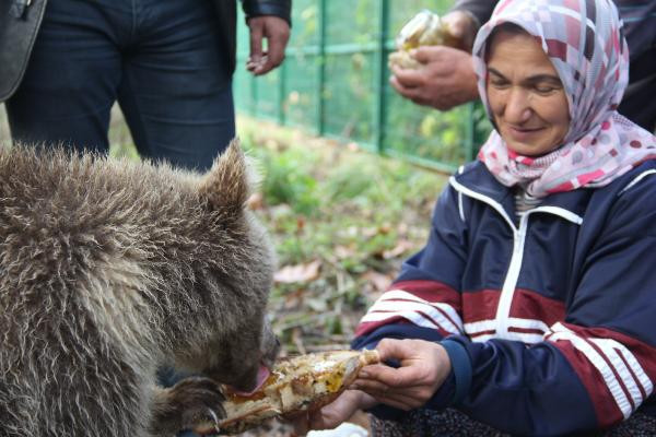 Yavru ayıları ballı ekmekle besliyor - Resim: 1