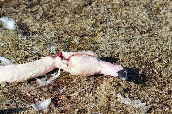 Konya'da katliam gibi görüntü! - Resim: 3