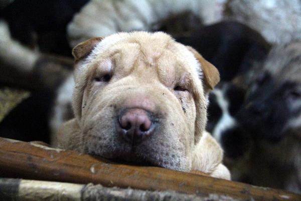 Ne olduklarını görünce yüreğiniz sızlayacak! - Resim: 1