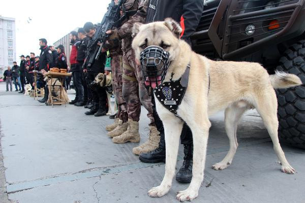 Bu bir ilk! Yılbaşında Kangal ve Akbaş sahaya iniyor - Resim: 4