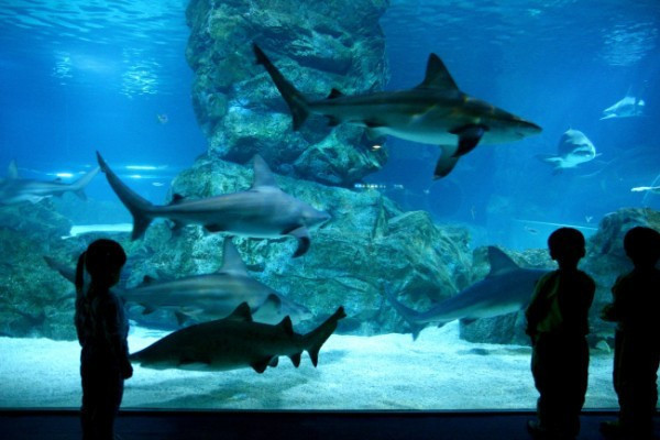 Dişi köpekbalığı kendini taciz eden cinsini yedi - Resim: 1