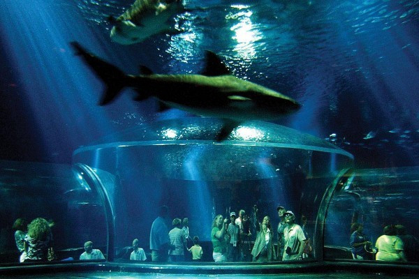 Dişi köpekbalığı kendini taciz eden cinsini yedi - Resim: 3