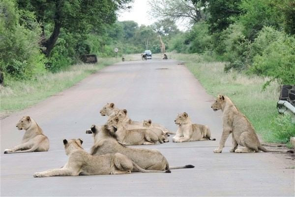 Bir yanda fil bir yanda aslanlar bir anda saldırdı tam 6 kişi... - Resim: 1