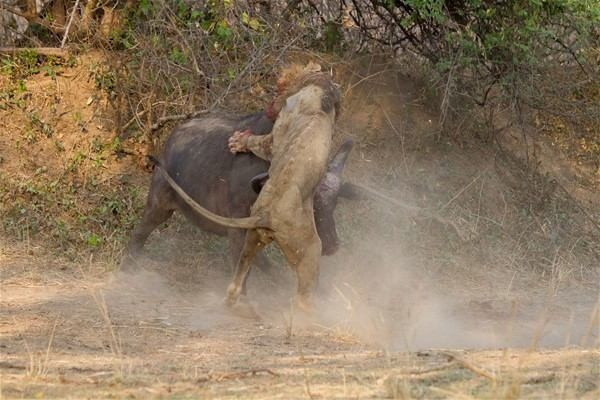 Aslan bir anda bufalonun üzerine saldırdı ama sonuç fena! - Resim: 3