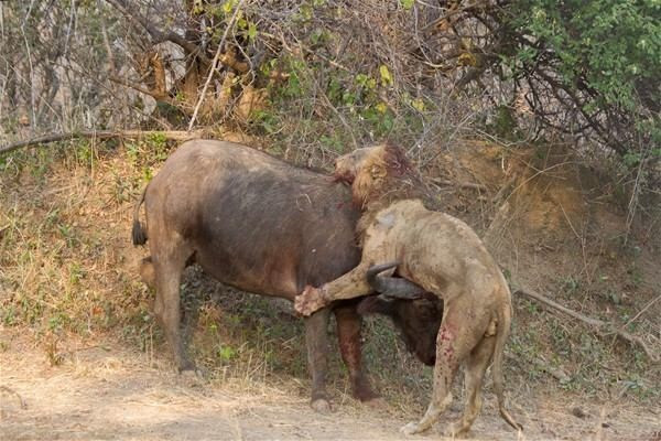 Aslan bir anda bufalonun üzerine saldırdı ama sonuç fena! - Resim: 4