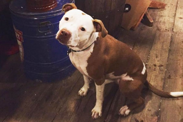 Belediye başkanı seçimlerini kazanan köpek Btynneth - Resim: 2