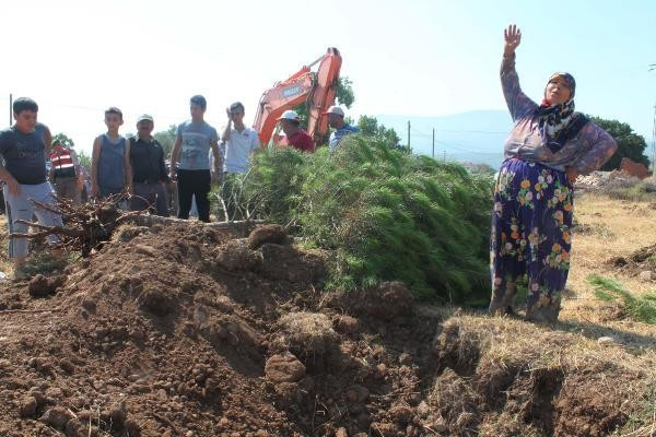Manisa köylüleri ayaklandı! Ağaçların sökülmesine tepki - Resim: 4
