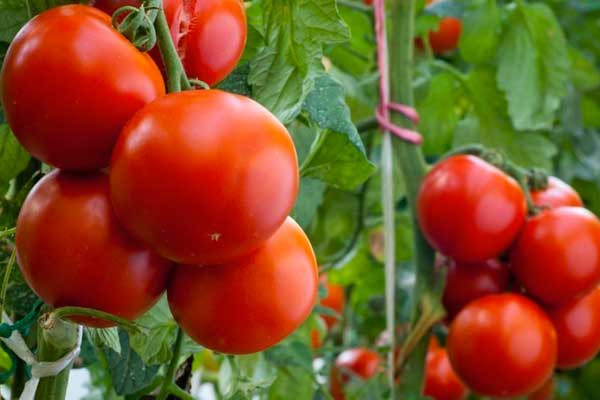 Meme kanseri riskinizi bu besinlerle düşürün! - Resim: 3