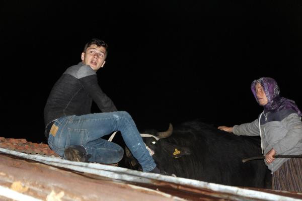 Çatıda mahsur kalan manda böyle kurtarıldı! - Resim: 1