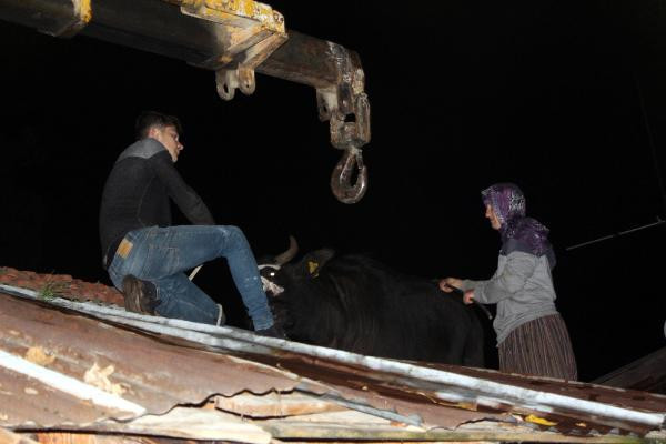 Çatıda mahsur kalan manda böyle kurtarıldı! - Resim: 3