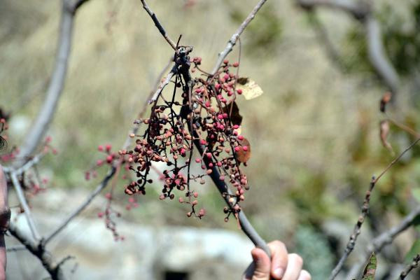 Bıttım sabunu yapıp dünyaya satıyor! - Resim: 4