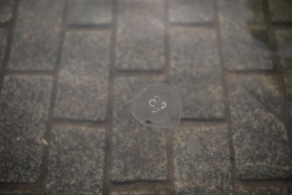 İstanbul'da akıl almaz görüntü: Tarihi camiyi denizanaları bastı! - Resim: 4