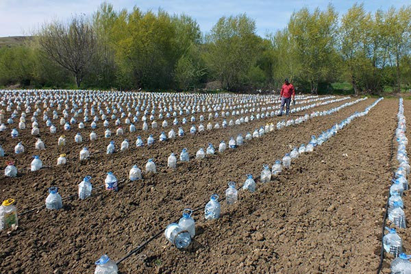 Hurdacıdan aldığı 3 bin pet şişeyle sera yaptı! - Resim: 2