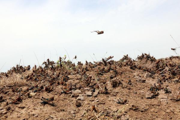 Şanlıurfa'da ekipleri şoke eden görüntü! Anında önlem alındı - Resim: 2