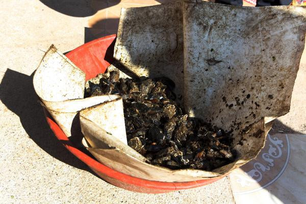 Mide bulandıran görüntü! Yerken bir daha düşünün... - Resim: 1