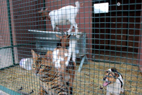 Bunlar da 'Abant Mızıkacıları'... - Resim: 3
