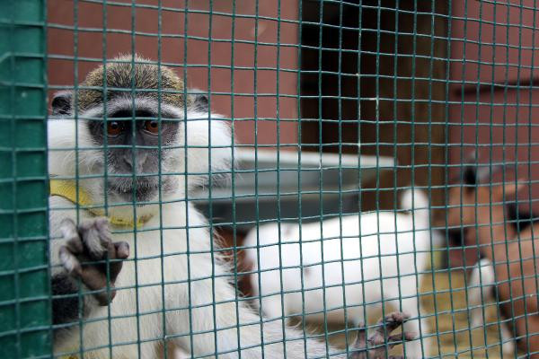 Bunlar da 'Abant Mızıkacıları'... - Resim: 4