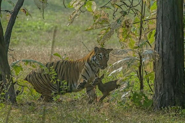 Dişi kaplan yavru geyiği yakalıyor! Sonrası ise herkesi hayrete düşürdü - Resim: 3
