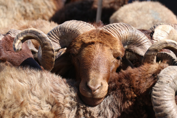 Kurbanlık bağışı 2018 fiyatları! En hesaplı kurbanlık dana ve koç nerede? - Resim: 1