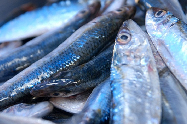 Balık sezonu açıldı! Taze balık nasıl anlaşılır hangi balıkları nasıl tüketmeliyiz? - Resim: 4