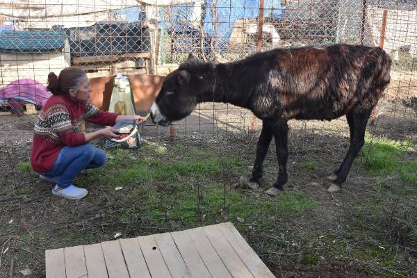 Kuyruğu satırla kesilen eşek için iğrenç iddia! - Resim: 3