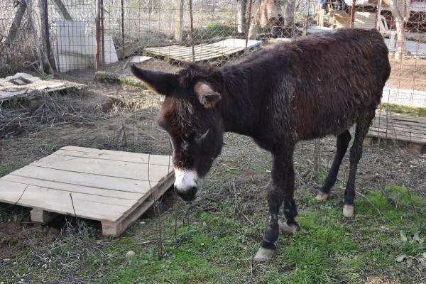 Kuyruğu satırla kesilen eşek için iğrenç iddia! - Resim: 4