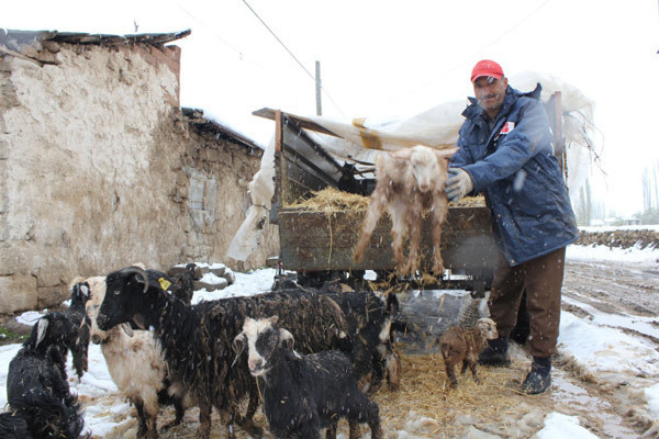 Sivas yaza hazırlanırken karla uyandı! - Resim: 3