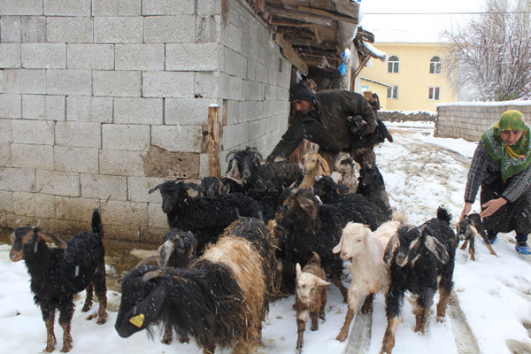 Sivas yaza hazırlanırken karla uyandı! - Resim: 4