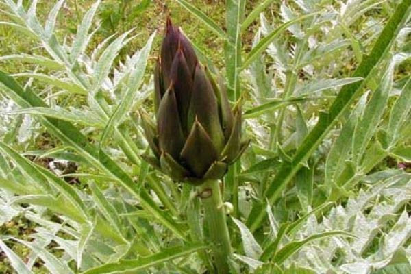 Cinsel gücünüz tavan yapacak! - Resim: 1