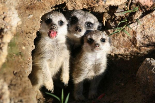 Bu fotoğraflar jüriyi zorladı - Resim: 2