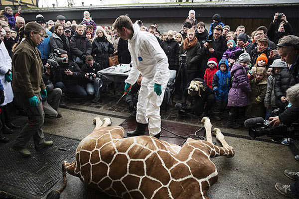 Zürafadan sonra bu kez kurt skandalı patlak verdi - Resim: 1