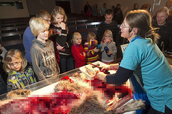 Zürafadan sonra bu kez kurt skandalı patlak verdi - Resim: 4